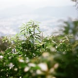アセビ
