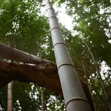 竹