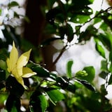 もみじ