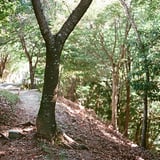 Ｙ