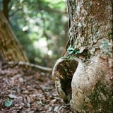 うろ