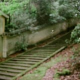 蜘蛛