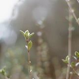 新芽