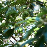 栗
