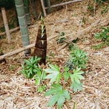 タケノコ