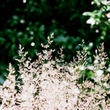 草