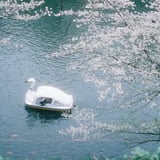 花曇