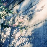 夏の午後のそこらへんの壁