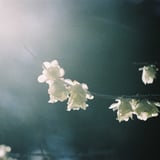 蝋梅の花
