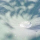 蓮の葉っぱに溜まる水
