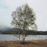 尾瀬沼