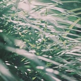 夏草さらさら