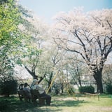 お花見スポット