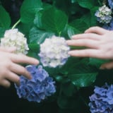 紫陽花が咲いたらまた会おう