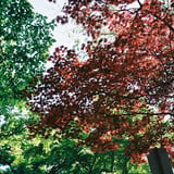 新緑と春紅
