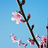 桃華
