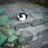 ハチワレ