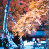 もみじ