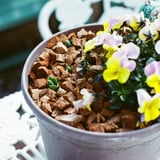 芽がでた