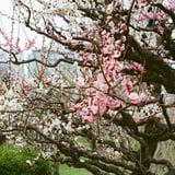 源平咲き