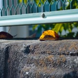 次の春につなぐ