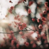 梅花