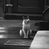 お利口さん