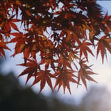 秋光