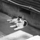 眼差し