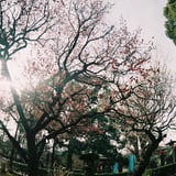 梅薫る春寒