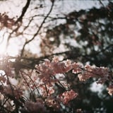 桜花