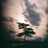 夕暮れの樹