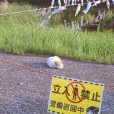 猫、昼寝中につき立入禁止