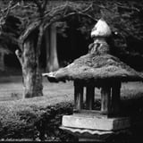 苔のむすまで