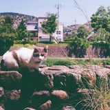 カメラ目線