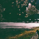 嵐山の桜