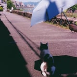 お裾分けされた日陰