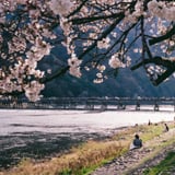 嵐山の桜