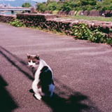 振り向く