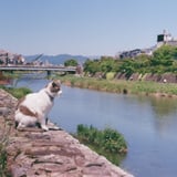 鴨川とねこ