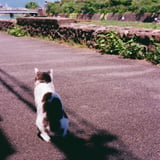 鴨川を見つめる