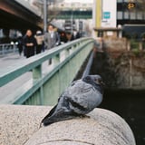 和泉橋の番人