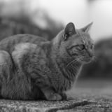 永興寺の猫ちゃん