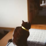 猫の佇まい