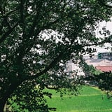 木