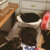 猫たち