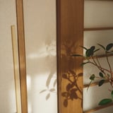 フランスゴムの木