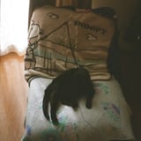 スヌーピは猫なのか。