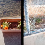 花と柵
