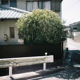 民家の木